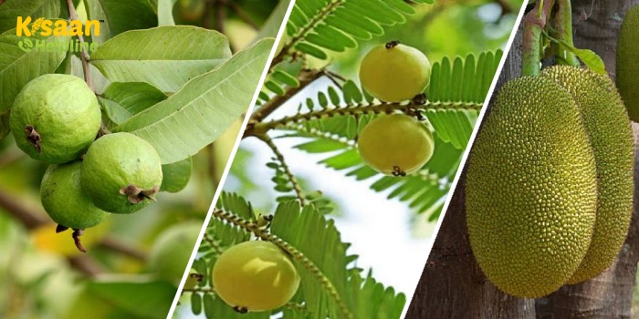 आइए जानते है की जाड़े के मौसम में अमरुद, आंवला एवम कटहल के बागों का देखभाल कैसे करेंगे?